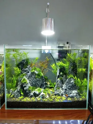 Xinma 5W Mini Aquarium Plant Light