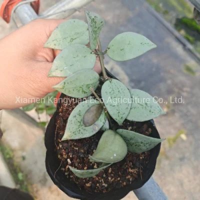 Comercio al por mayor de las plantas de flores de interior Hoya