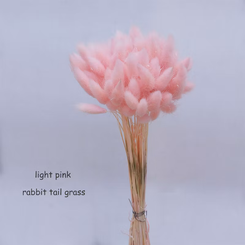 60PCS Natual Color Lagurus Ovatus Rabbit Tail Home &amp; Wedding Decoration Floral Arrangements