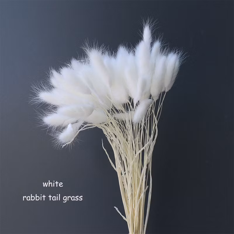 60PCS Natual Color Lagurus Ovatus Rabbit Tail Home &amp; Wedding Decoration Floral Arrangements