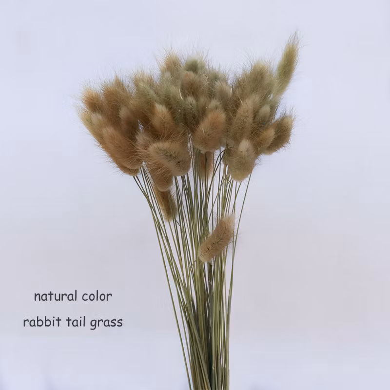 60PCS Natual Color Lagurus Ovatus Rabbit Tail Home &amp; Wedding Decoration Floral Arrangements