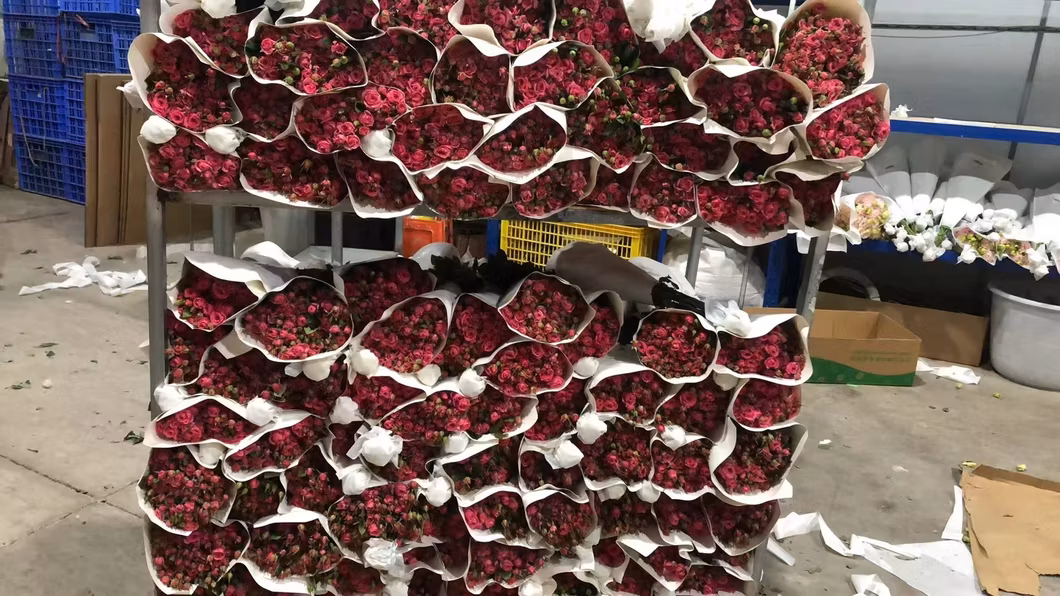 Pink Rose Real Fresh Cut Flowers China Wholesale Yunnan Base Direct Sale Natural Rose for Valentine′ S Day Wedding Bouquet Wholesale Florist