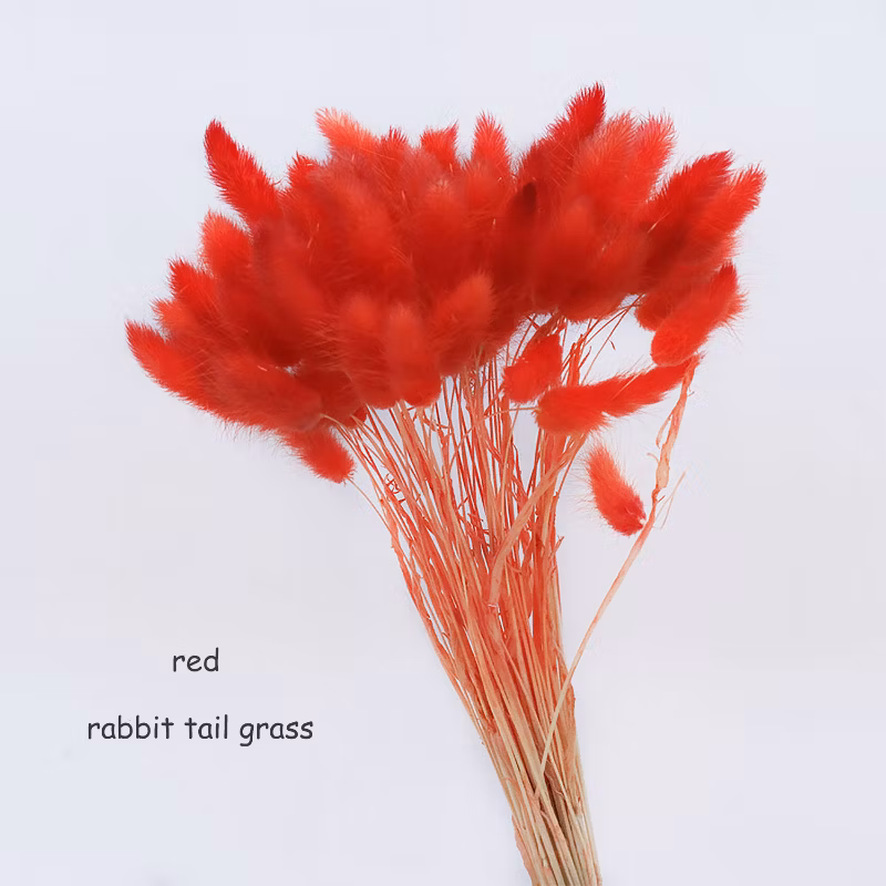 60PCS Natual Color Lagurus Ovatus Rabbit Tail Home &amp; Wedding Decoration Floral Arrangements