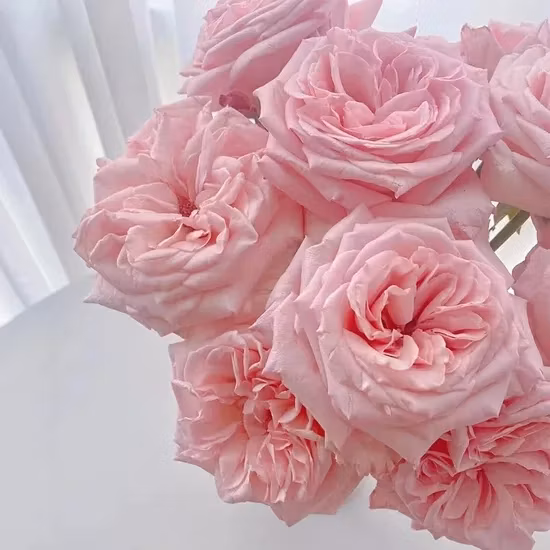 Pink Rose Real Fresh Cut Flowers China Wholesale Yunnan Base Direct Sale Natural Rose for Valentine&prime; S Day Wedding Bouquet Wholesale Florist