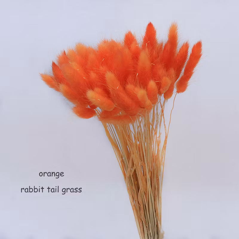 60PCS Natual Color Lagurus Ovatus Rabbit Tail Home &amp; Wedding Decoration Floral Arrangements