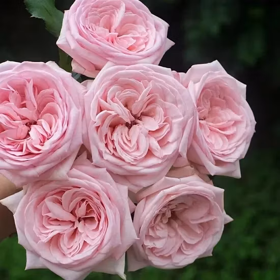 Pink Rose Real Fresh Cut Flowers China Wholesale Yunnan Base Direct Sale Natural Rose for Valentine&prime; S Day Wedding Bouquet Wholesale Florist