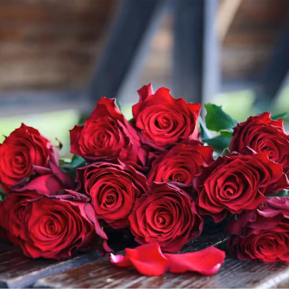 Rodes Fresh Red Rose Real Flower Wholesale China Send From Dounan Base Fresh Cut Flowers Valentine&prime; S Day Wedding Bouquet Wholesale Florist