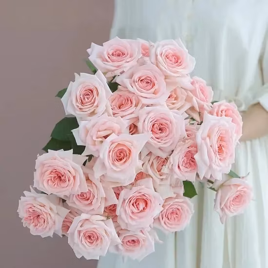 Pink Rose Real Fresh Cut Flowers China Wholesale Yunnan Base Direct Sale Natural Rose for Valentine&prime; S Day Wedding Bouquet Wholesale Florist