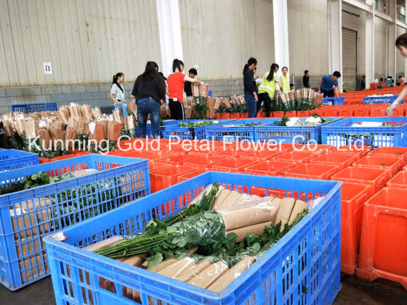 Whosales High Quality Fresh Cut Flower Limonium Statice White Statice for Gift Decoration