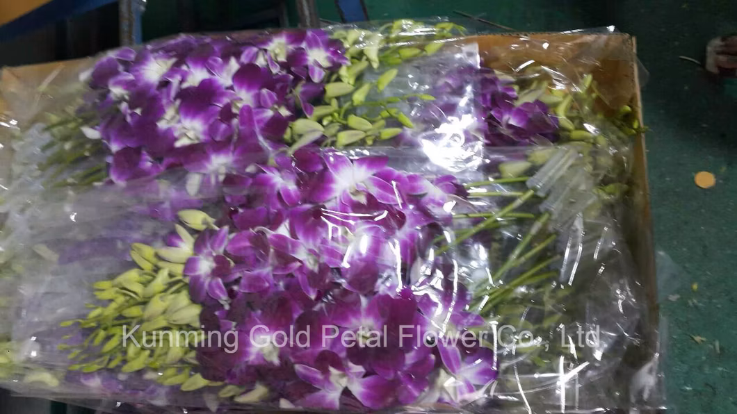 Whosale Premium Fresh Pink Rose for Wedding Decoration