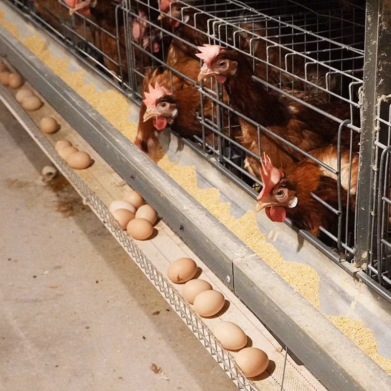 Automatic Farm Poultry Breeding Equipment Egg Chicken Cages with Feeding Systems