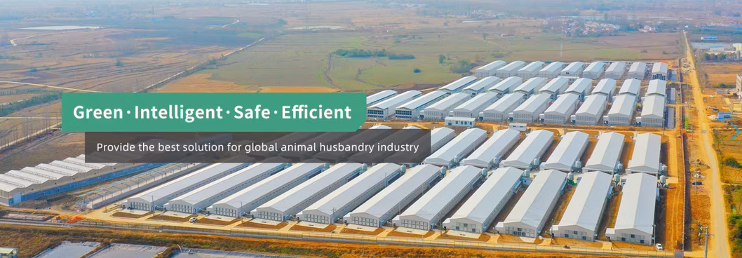 Premium Quality Good Price of H Frame Automatic Poultry Equipment Laying Hens Layer Chicken Cage Farm