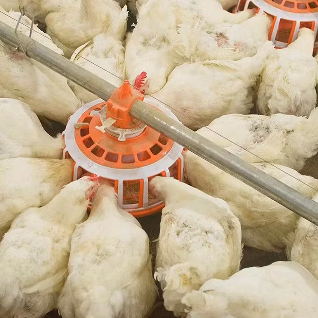 Automatic Chicken Broiler Feeder/ Chick Feed System Broiler Farming Equipment