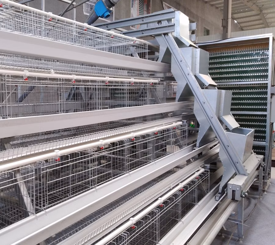 a Type Automatic Feeding Chicken Cage for Chicken Farm with Water Supply System Poultry Battery Cage for Sale