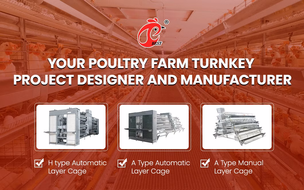 Bestchickencage Ordinary Type Layer Cage China Chicken Breeding Layer Cages Manufacturer ODM Custom Plenty Space Features Egg Laying Chicken Cage