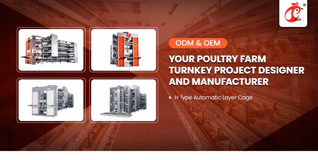 Bestchickencage H Type Breeder Cage Layer Cage China Large Chicken Layer Coop Manufacturing Wholesale Hot Galvanized Wire Material Metal Chicken Layer House
