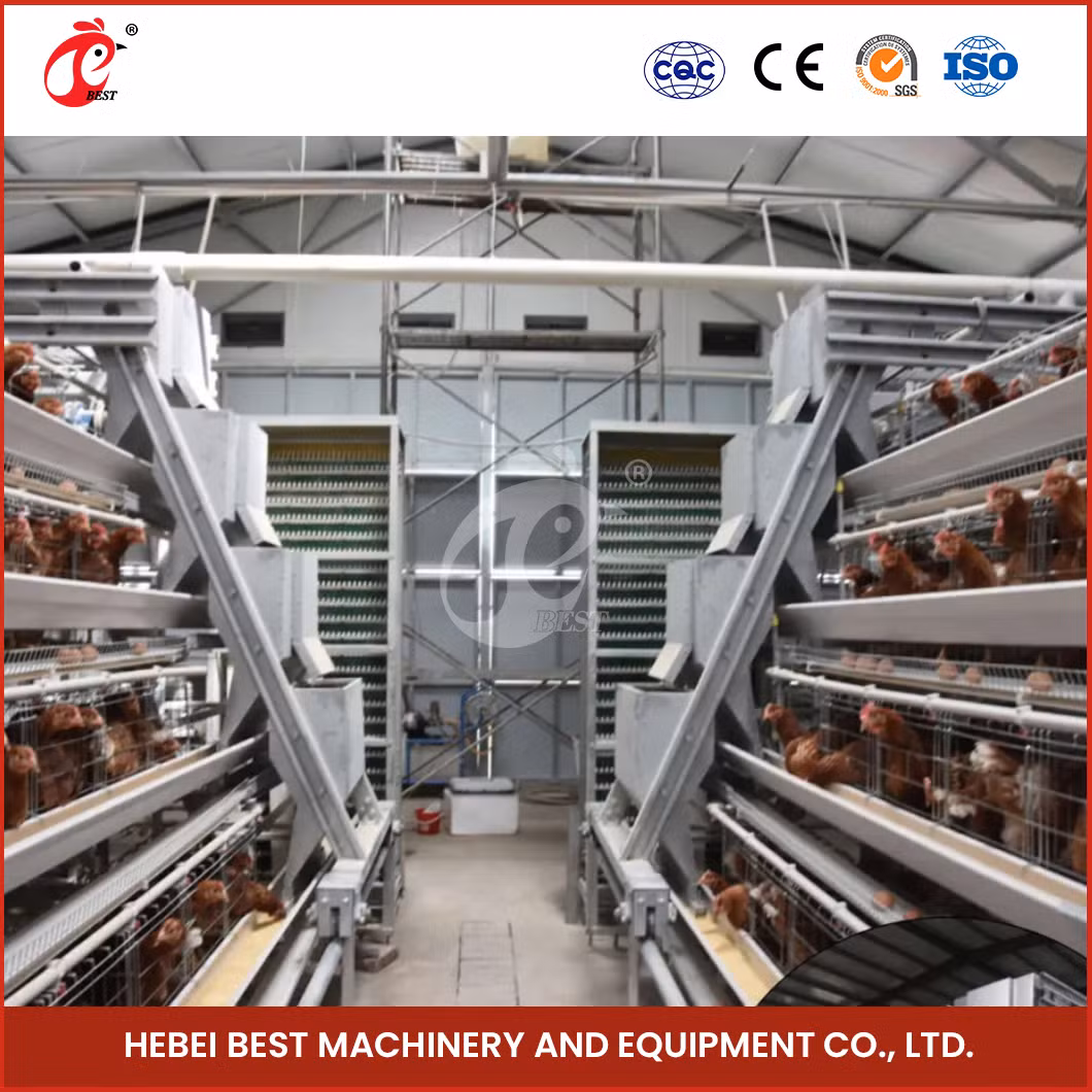 Bestchickencage Ordinary Type Layer Cage China Chicken Breeding Layer Cages Manufacturer ODM Custom Plenty Space Features Egg Laying Chicken Cage