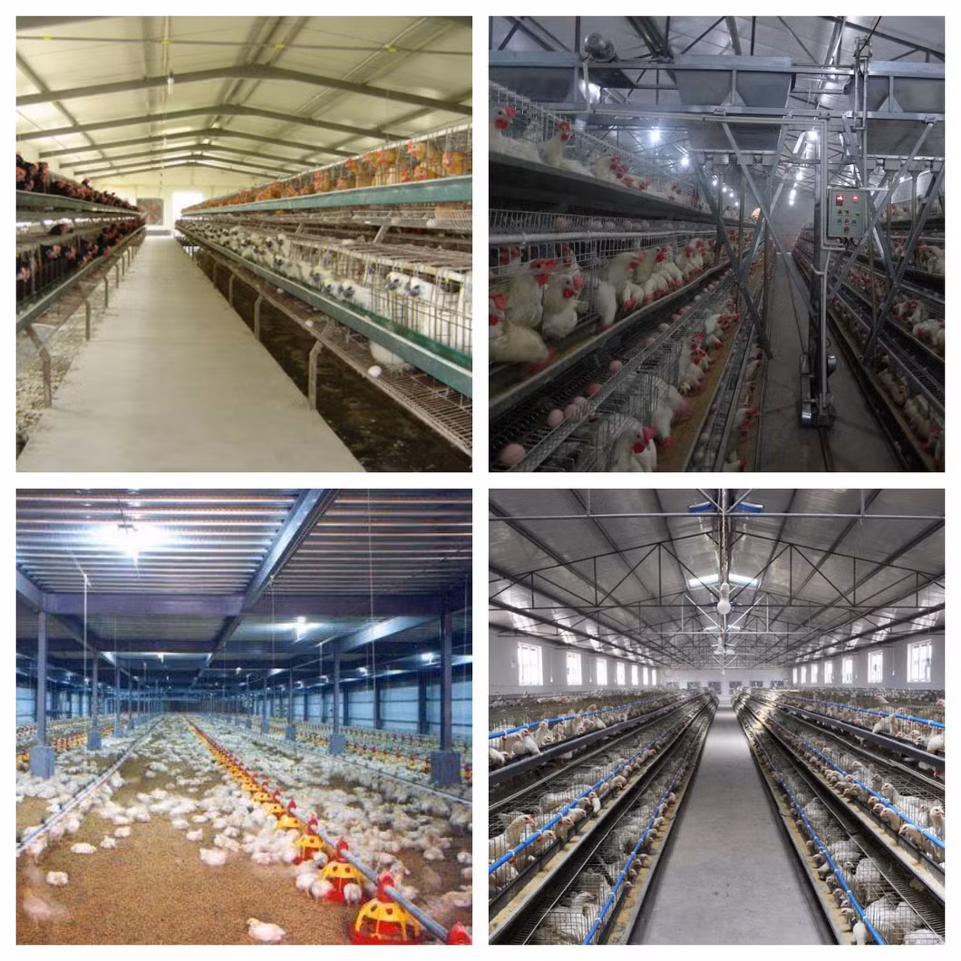 Structural Steel Frame Chicken Shed/Poultry House for Laying Hens/Broiler Chicken