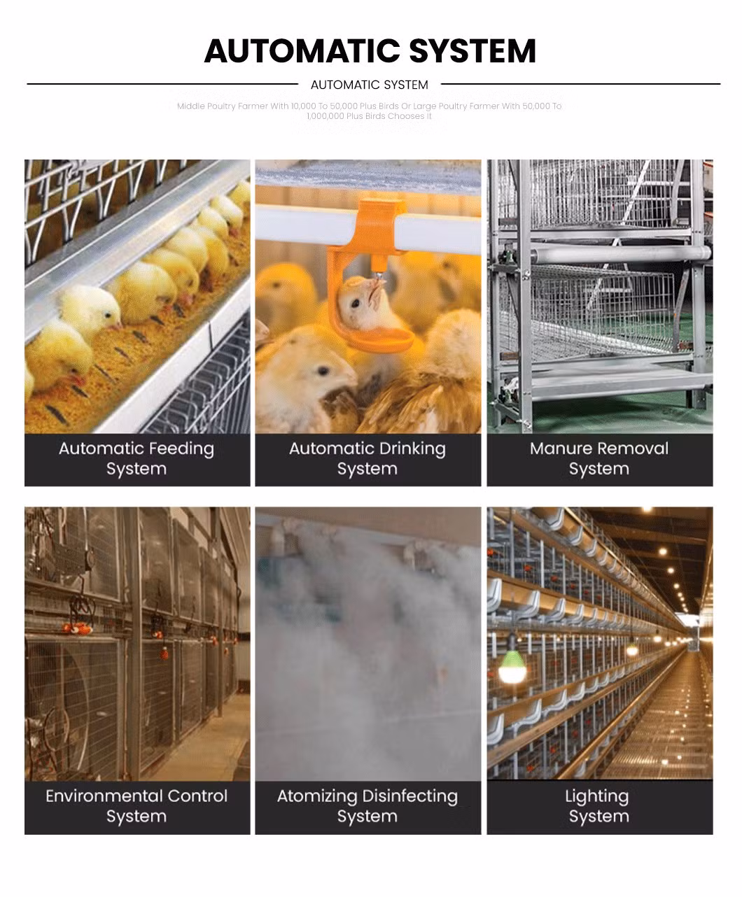 Bestchickencage a Type Pullet Coop Cage Breeder Cage China Hen House Coop Supplier OEM Customized Silver/White/Yellow Pyramid Chicken Pullet Cage