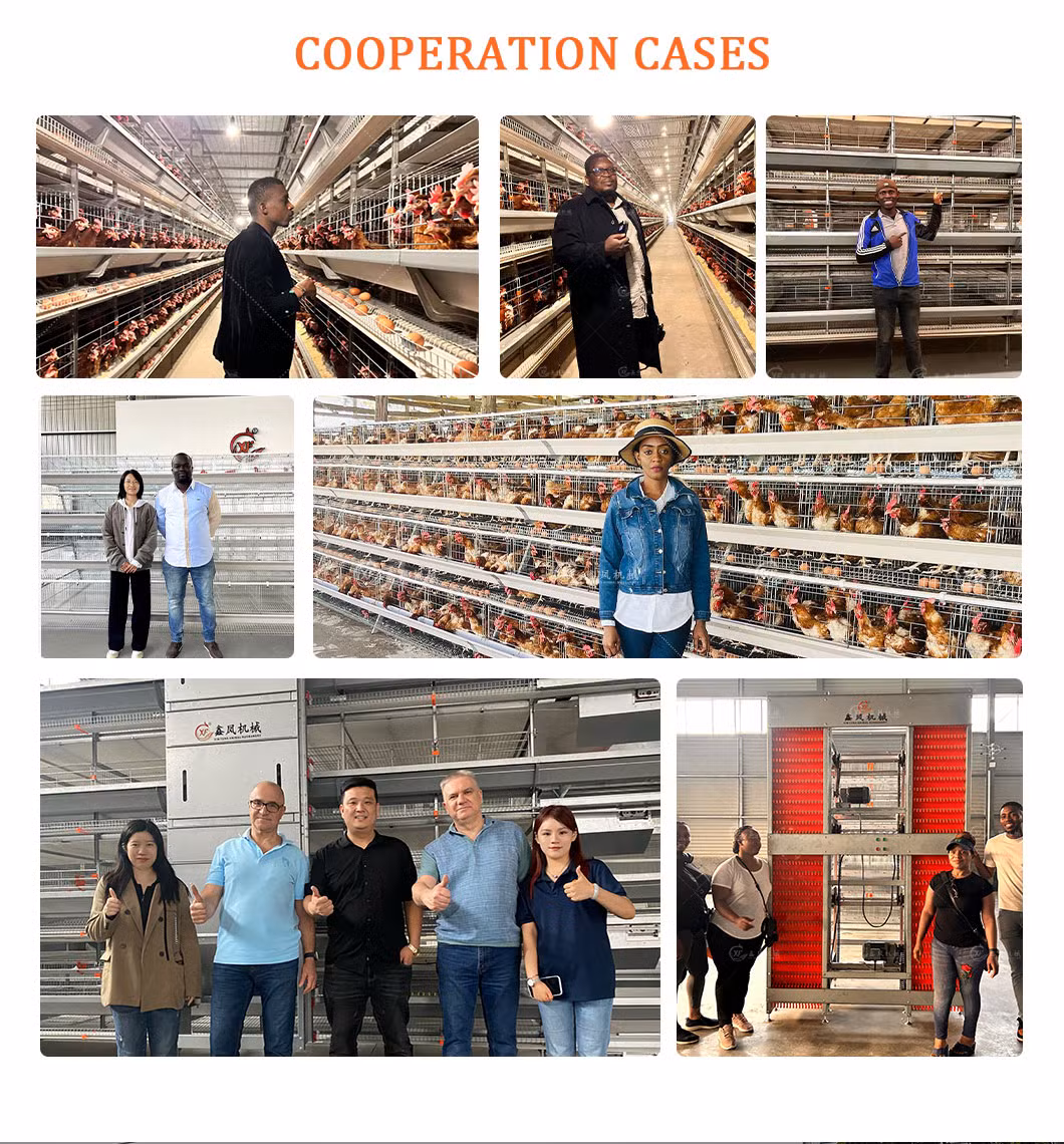 Automatic Poultry Farming Breeding Hatching Equipment Chicken Battery Cages for Roosters
