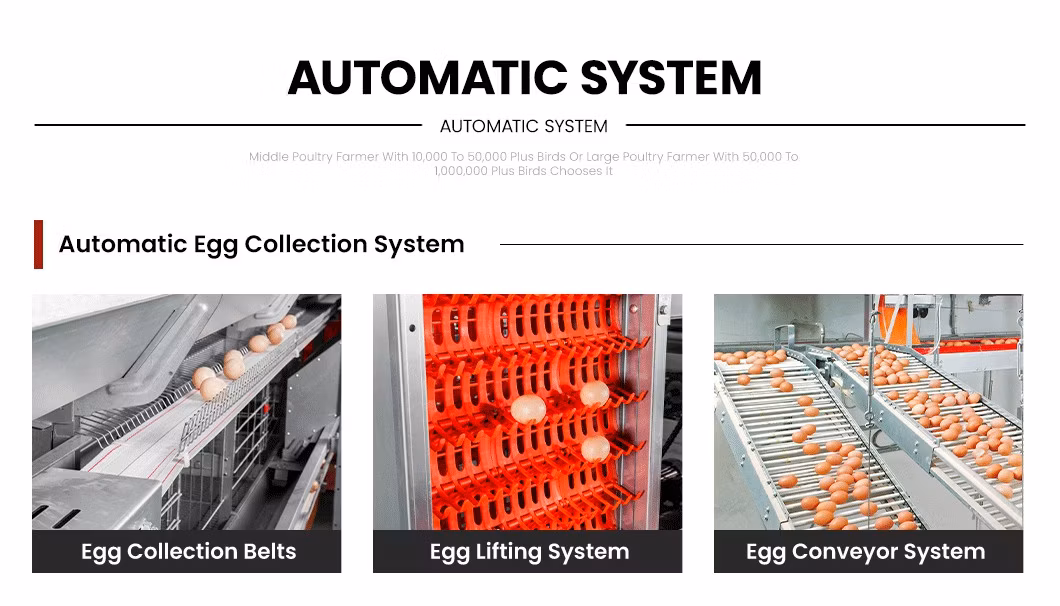 Bestchickencage Ordinary Type Layer Cage China Chicken Breeding Layer Cages Manufacturer ODM Custom Plenty Space Features Egg Laying Chicken Cage