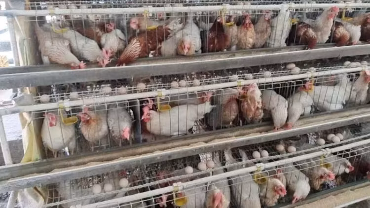 New H-Type Metal Chicken Cage Portable Plastic Birds Breeding Cage for Chicken and Layer Farms
