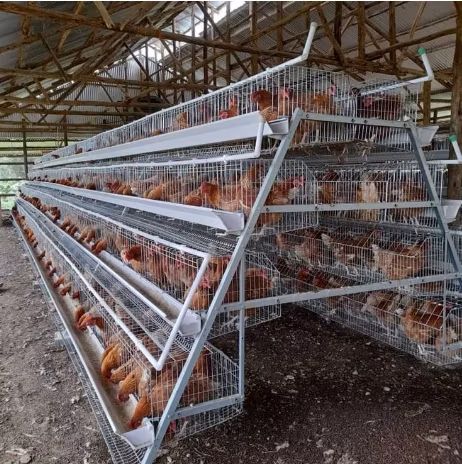New H-Type Metal Chicken Cage Portable Plastic Birds Breeding Cage for Chicken and Layer Farms