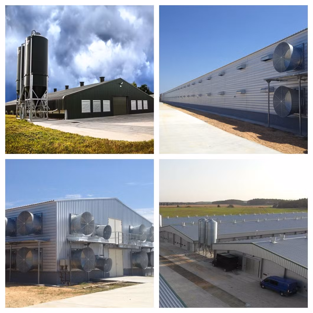 China Factory Supply Steel Frame Chicken Shed/House Building Prefab Poultry Farm Construction