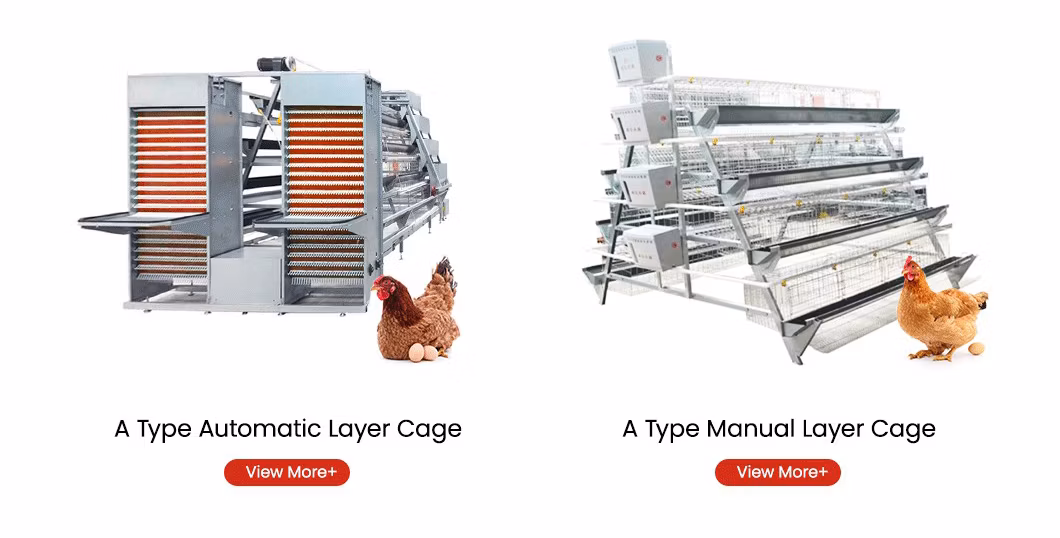 Bestchickencage Ordinary Type Layer Cage China Chicken Breeding Layer Cages Manufacturer ODM Custom Plenty Space Features Egg Laying Chicken Cage