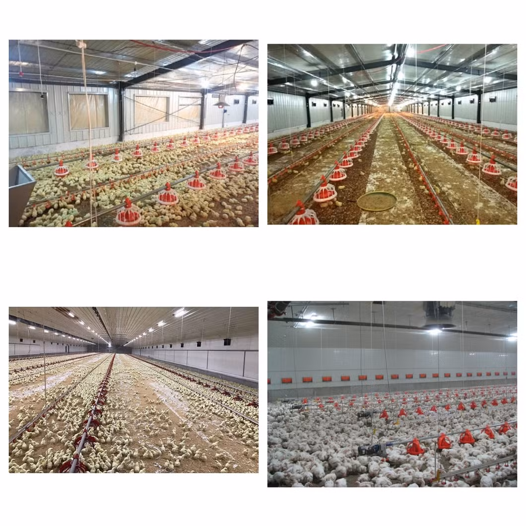 China Factory Supply Steel Frame Chicken Shed/House Building Prefab Poultry Farm Construction