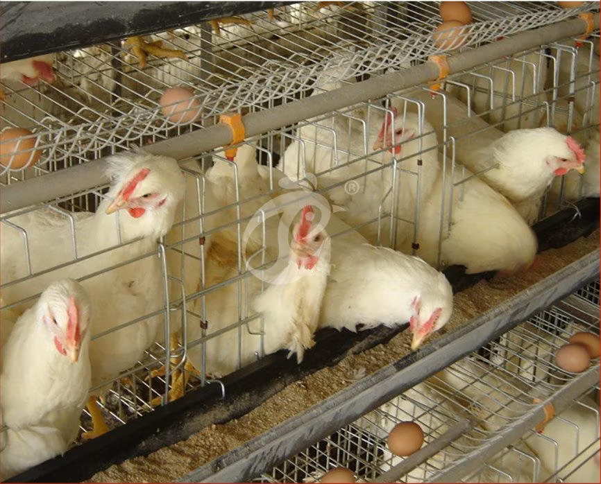 Bestchickencage Ordinary Type Layer Cage China Chicken Breeding Layer Cages Manufacturer ODM Custom Plenty Space Features Egg Laying Chicken Cage