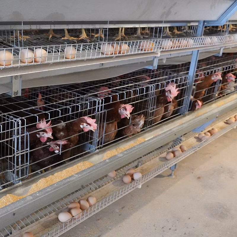 Automatic Farm Poultry Breeding Equipment Egg Chicken Cages with Feeding Systems