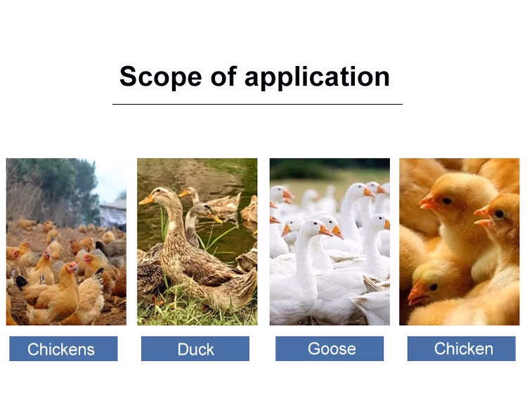 Chicken Feeder Cups Poultry Farming Plastic Commercial Chick Brolier Quail Feed Tray Chicken Feeders