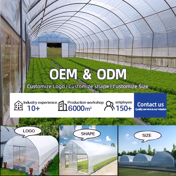 Heavy Commercial Greenhouse 4 Season for Agricultural Blueberry Strawberry Farming Tunnel Greenhouse