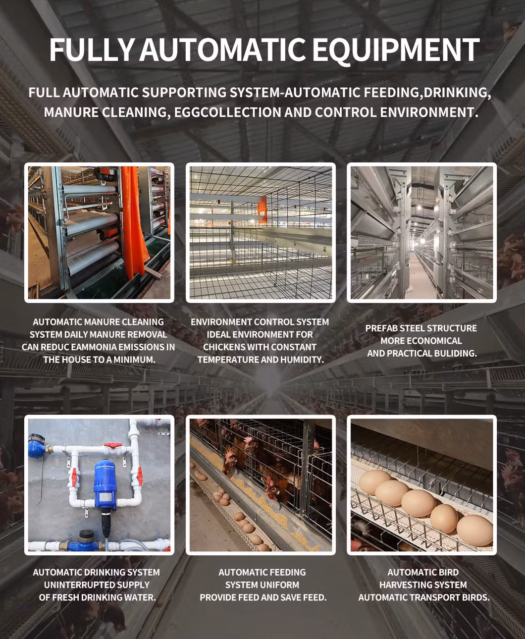 Automatic Farm Poultry Breeding Equipment Egg Chicken Cages with Feeding Systems