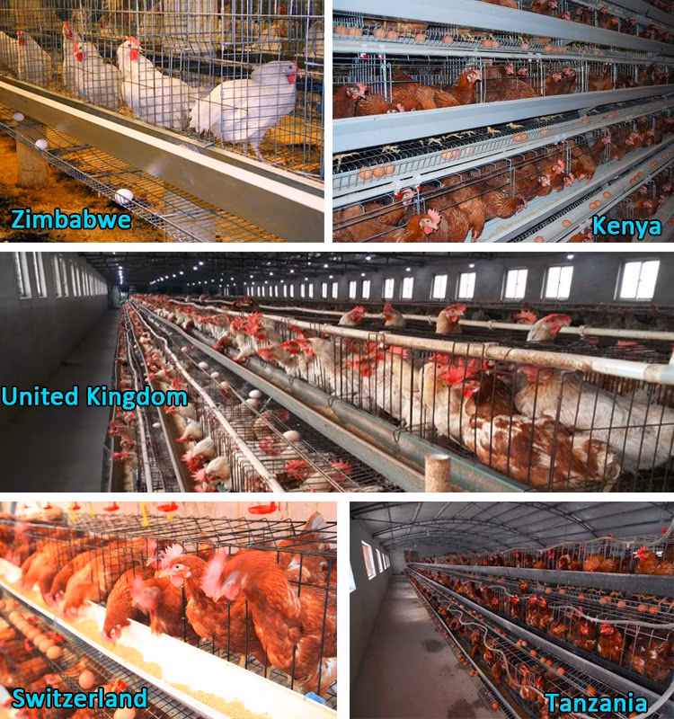 Factory Outlet Fully Automatic Battery Broiler Cage Galvanized Meat Chicken Cage