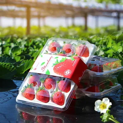 Cajas de plástico de varios estilos pequeño recipiente de plástico de alimentos Strawberry Caja