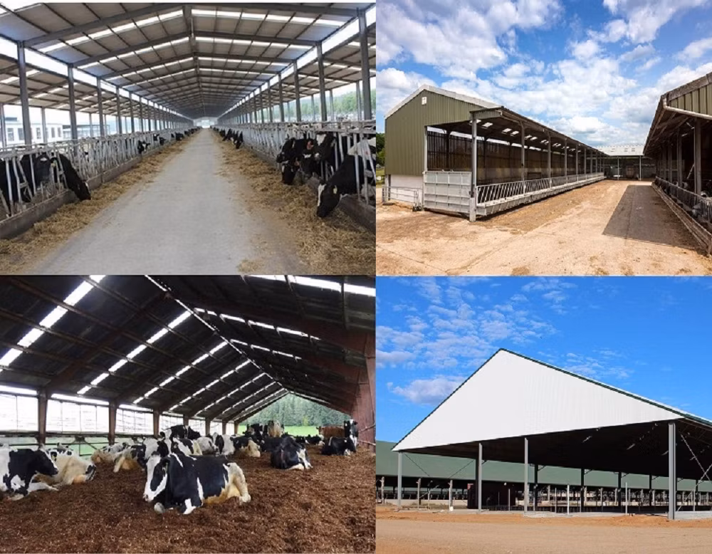 Prefab Steel Structure Frame Calf Barn Cowshed
