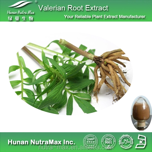 High Quality Valerian Root Extract Powder 4: 1~20: 1 Valerian