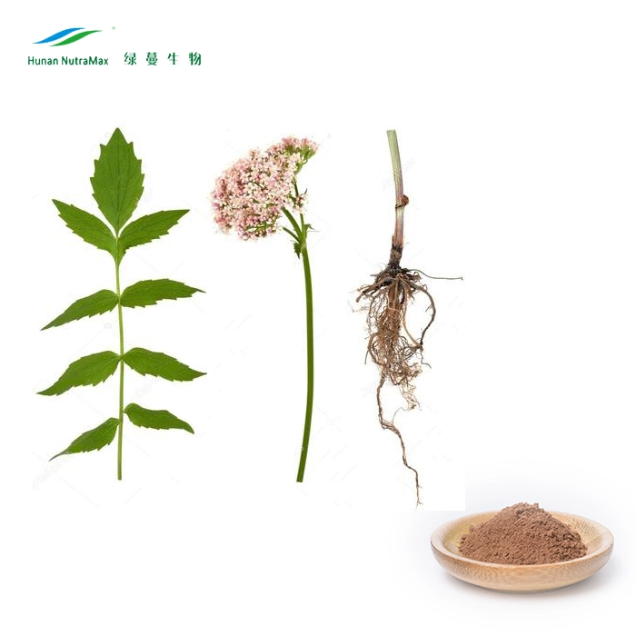 Factory Supply Valerian Root Extract for Daily Supplements