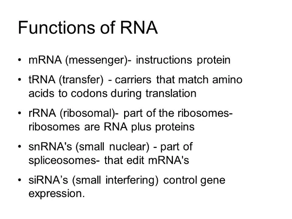 Bulk Yeast Extract Ribonucleic Acid Powder Rna