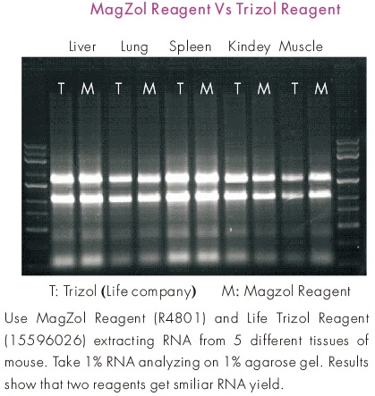 Magzol Reagent Isolation of Total Rna From Cells and Tissues