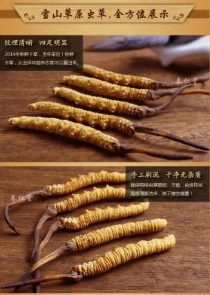 Dongchongxiacao Cordyceps and Reishi Chinese Herbal Medicine Caterpillar Fungus Dried Cordyceps Sinensis Herb Medecine Ophiocordyceps Sinensis