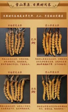 Dongchongxiacao Cordyceps and Reishi Chinese Herbal Medicine Caterpillar Fungus Dried Cordyceps Sinensis Herb Medecine Ophiocordyceps Sinensis