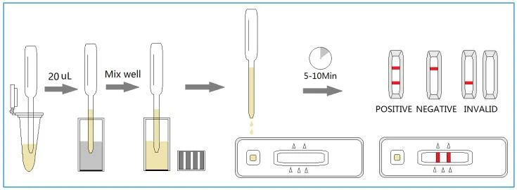 Lyme Disease Test Lyme Test Borrelia Burgdorferi Rapid Test