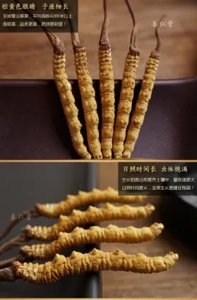 Dongchongxiacao Cordyceps and Reishi Chinese Herbal Medicine Caterpillar Fungus Dried Cordyceps Sinensis Herb Medecine Ophiocordyceps Sinensis