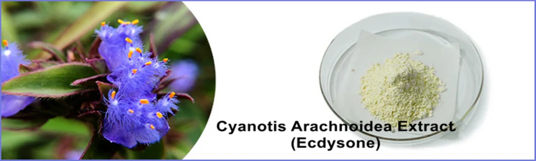 Cyanotis Arachnoidea Extract Ecdysone White Powder with Fast Delivery and Best Price