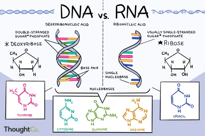 Bulk Yeast Extract Ribonucleic Acid Powder Rna