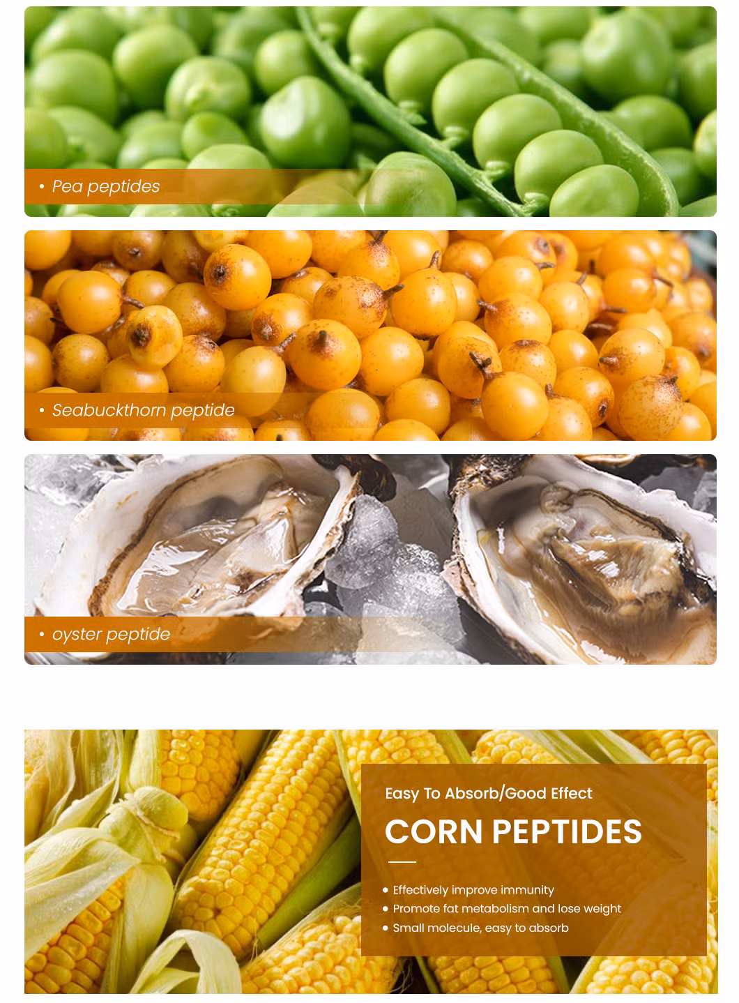Haoxiang Wholesale High Purity Corn Peptides in Immune and Anti-Fatigue Customized Clear Hydrolyzed Instant Textured Isolate Cornbean Peptides Protein Powder