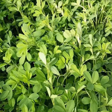 Customize Pure Alfalfa Powder 250g Small Packing Alfalfa Grass Powder Private Label Organic Alfalfa Powder